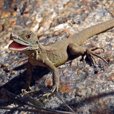 Intellagama lesueurii howittii (Gippsland Water Dragon) at Paddys River, ACT - 27 Mar 2019 by RodDeb