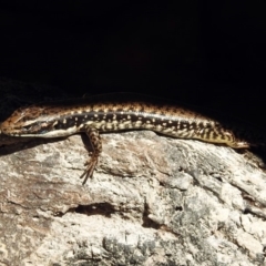 Eulamprus heatwolei (Yellow-bellied Water Skink) at Paddys River, ACT - 27 Mar 2019 by RodDeb