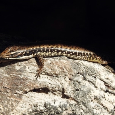 Eulamprus heatwolei (Yellow-bellied Water Skink) at Paddys River, ACT - 27 Mar 2019 by RodDeb