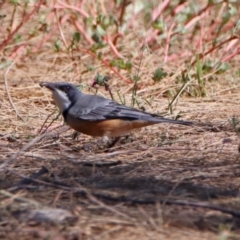 Pachycephala rufiventris (Rufous Whistler) at Paddys River, ACT - 27 Mar 2019 by RodDeb