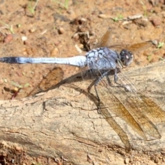 Orthetrum caledonicum (Blue Skimmer) at Majura, ACT - 12 Mar 2019 by jb2602
