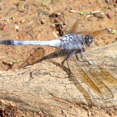 Orthetrum caledonicum (Blue Skimmer) at Majura, ACT - 12 Mar 2019 by jb2602
