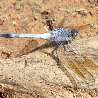 Orthetrum caledonicum (Blue Skimmer) at Majura, ACT - 12 Mar 2019 by jbromilow50