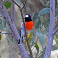 Petroica boodang at Paddys River, ACT - 27 Mar 2019