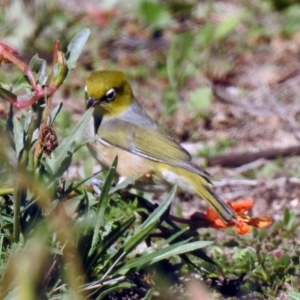 Zosterops lateralis at Paddys River, ACT - 27 Mar 2019