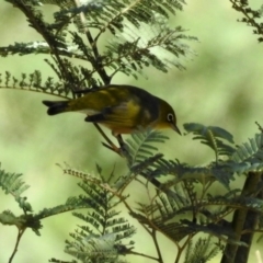 Zosterops lateralis at Paddys River, ACT - 27 Mar 2019