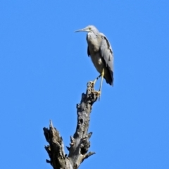 Egretta novaehollandiae (White-faced Heron) at Paddys River, ACT - 27 Mar 2019 by RodDeb