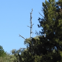 Egretta novaehollandiae at Paddys River, ACT - 27 Mar 2019