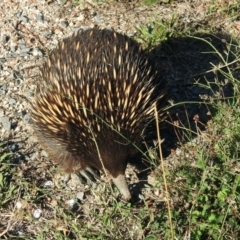 Tachyglossus aculeatus at Paddys River, ACT - 27 Mar 2019