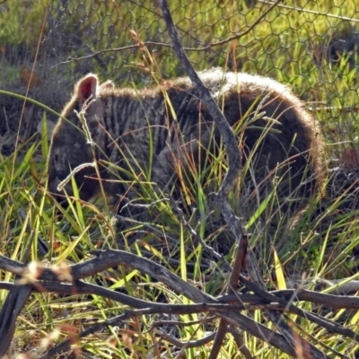Vombatus ursinus (Common wombat, Bare-nosed Wombat) at Paddys River, ACT - 27 Mar 2019 by RodDeb