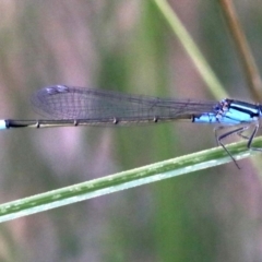 Ischnura heterosticta (Common Bluetail Damselfly) at Majura, ACT - 12 Mar 2019 by jb2602