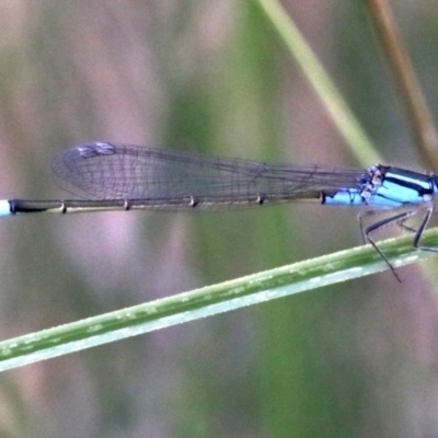 Ischnura heterosticta (Common Bluetail Damselfly) at Majura, ACT - 12 Mar 2019 by jbromilow50