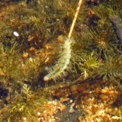 Acentropinae sp. (subfamily) (An aquatic moth) at Paddys River, ACT - 27 Mar 2019 by RodDeb