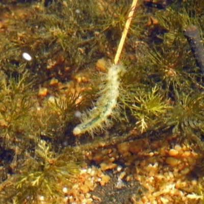 Acentropinae sp. (subfamily) (An aquatic moth) at Paddys River, ACT - 27 Mar 2019 by RodDeb