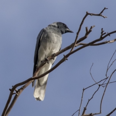 Coracina novaehollandiae (Black-faced Cuckooshrike) at Hawker, ACT - 27 Mar 2019 by Alison Milton