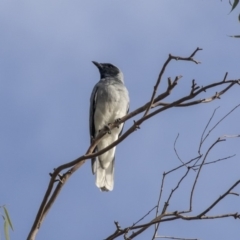 Coracina novaehollandiae at Hawker, ACT - 28 Mar 2019 08:16 AM