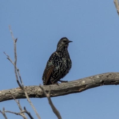 Sturnus vulgaris (Common Starling) at Hawker, ACT - 28 Mar 2019 by AlisonMilton