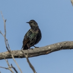 Sturnus vulgaris at Hawker, ACT - 28 Mar 2019