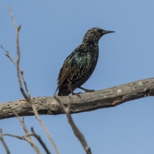 Sturnus vulgaris at Hawker, ACT - 28 Mar 2019