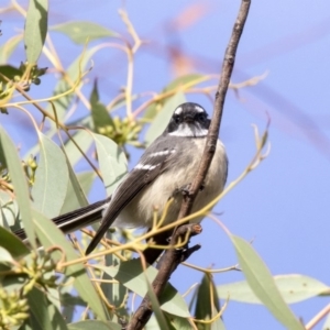 Rhipidura albiscapa at Hawker, ACT - 28 Mar 2019 08:28 AM