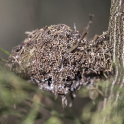 Papyrius nitidus (Shining Coconut Ant) at The Pinnacle - 27 Mar 2019 by AlisonMilton