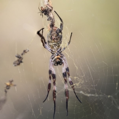 Trichonephila edulis (Golden orb weaver) at The Pinnacle - 27 Mar 2019 by AlisonMilton