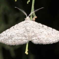 Phelotis cognata (Long-fringed Bark Moth) at Ainslie, ACT - 24 Mar 2019 by jbromilow50