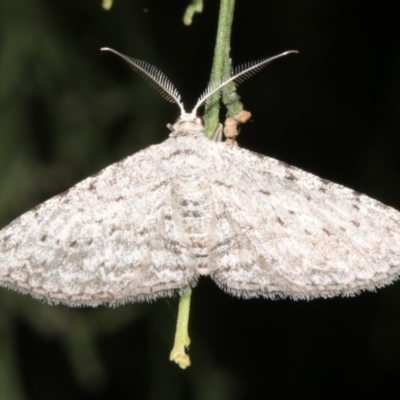 Phelotis cognata (Long-fringed Bark Moth) at Ainslie, ACT - 24 Mar 2019 by jb2602