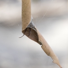 Phonognatha graeffei (Leaf Curling Spider) at Hawker, ACT - 27 Mar 2019 by AlisonMilton