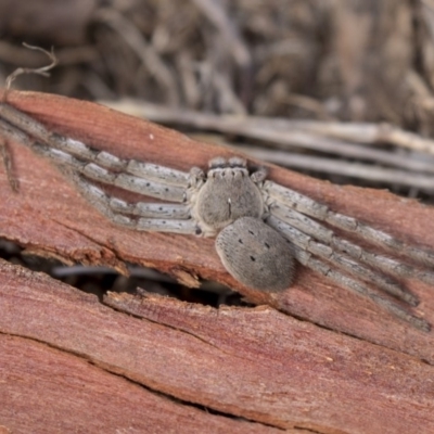 Isopeda sp. (genus) (Huntsman Spider) at Hawker, ACT - 27 Mar 2019 by AlisonMilton