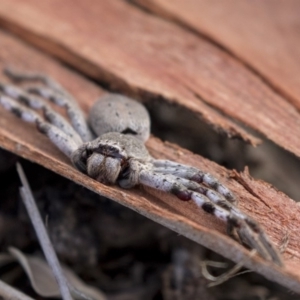 Isopeda sp. (genus) at Hawker, ACT - 28 Mar 2019