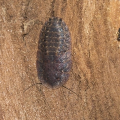 Laxta sp. (genus) (Bark cockroach) at Hawker, ACT - 28 Mar 2019 by AlisonMilton