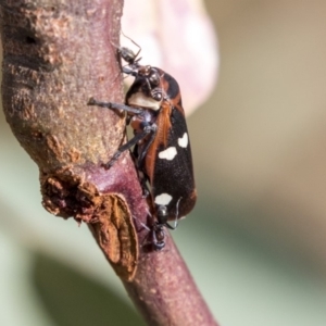 Eurymela fenestrata at Hawker, ACT - 28 Mar 2019