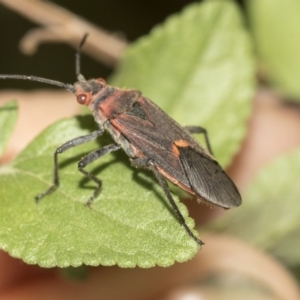 Leptocoris mitellatus at Higgins, ACT - 25 Mar 2019 11:11 AM