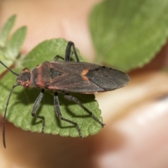 Leptocoris mitellatus at Higgins, ACT - 25 Mar 2019 11:11 AM