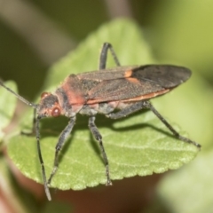 Leptocoris mitellatus at Higgins, ACT - 25 Mar 2019 11:11 AM