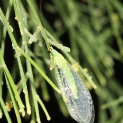 Mallada sp. (genus) (Green lacewing) at Ainslie, ACT - 24 Mar 2019 by jb2602