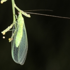 Mallada sp. (genus) (Green lacewing) at Ainslie, ACT - 24 Mar 2019 by jbromilow50