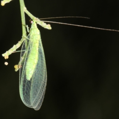 Mallada sp. (genus) (Green lacewing) at Ainslie, ACT - 24 Mar 2019 by jbromilow50