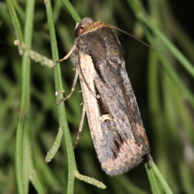 Proteuxoa tortisigna (Streaked Rictonis Moth) at Ainslie, ACT - 24 Mar 2019 by jbromilow50