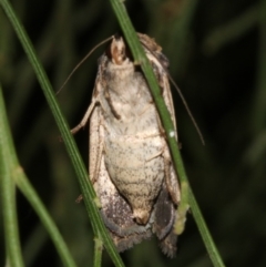 Proteuxoa tortisigna at Ainslie, ACT - 24 Mar 2019