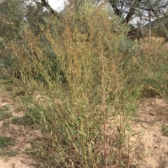 Chenopodium album at Coree, ACT - 28 Mar 2019