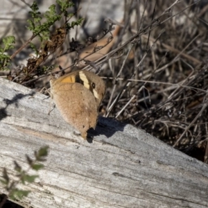 Heteronympha merope at Hawker, ACT - 28 Mar 2019 09:12 AM