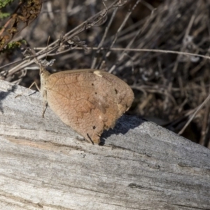 Heteronympha merope at Hawker, ACT - 28 Mar 2019 09:12 AM