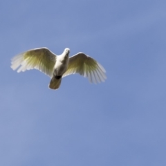 Cacatua galerita (Sulphur-crested Cockatoo) at Hawker, ACT - 28 Mar 2019 by AlisonMilton