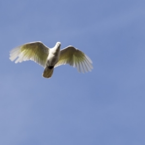 Cacatua galerita at Hawker, ACT - 28 Mar 2019 09:01 AM