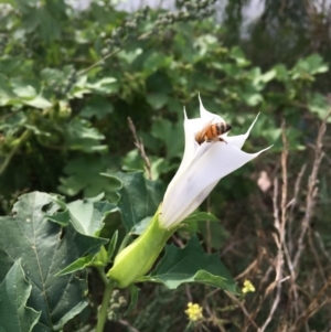 Datura stramonium at Coree, ACT - 28 Mar 2019