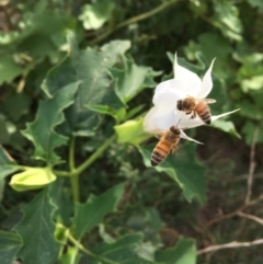 Datura stramonium at Coree, ACT - 28 Mar 2019 05:17 PM