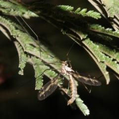 Ptilogyna sp. (genus) (A crane fly) at Ainslie, ACT - 25 Mar 2019 by jb2602