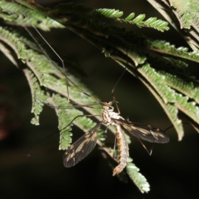 Ptilogyna sp. (genus) (A crane fly) at Mount Ainslie - 25 Mar 2019 by jb2602